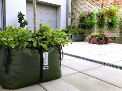 STRAWBERRIES IN THE GREEN BAG